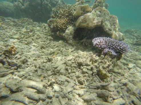 dying coral reef.jpg